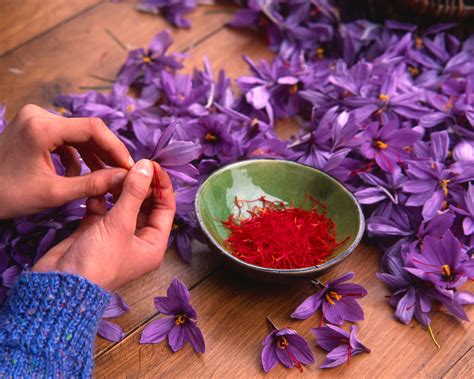 how to grow saffron.